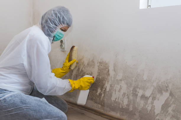 Best Mold Damage Repair  in Durand, IL