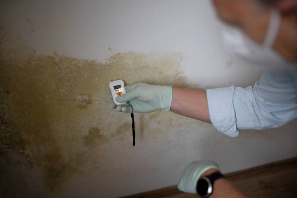 Best Local Mold Removal Service  in Durand, IL