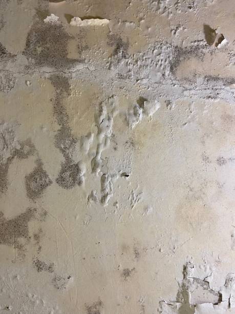 Best Crawl Space Mold Removal  in Durand, IL