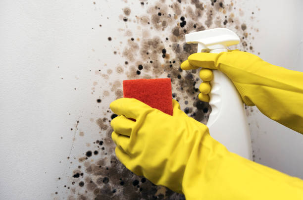 Best Fast Mold Removal  in Durand, IL