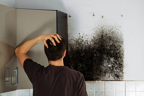 Best Black Mold Removal  in Durand, IL