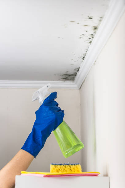 Best Professional Mold Removal  in Durand, IL
